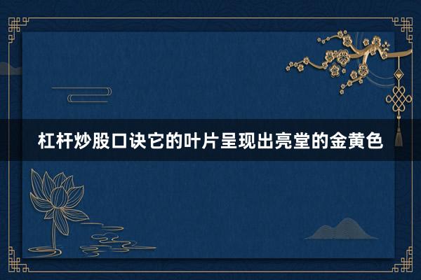 杠杆炒股口诀它的叶片呈现出亮堂的金黄色